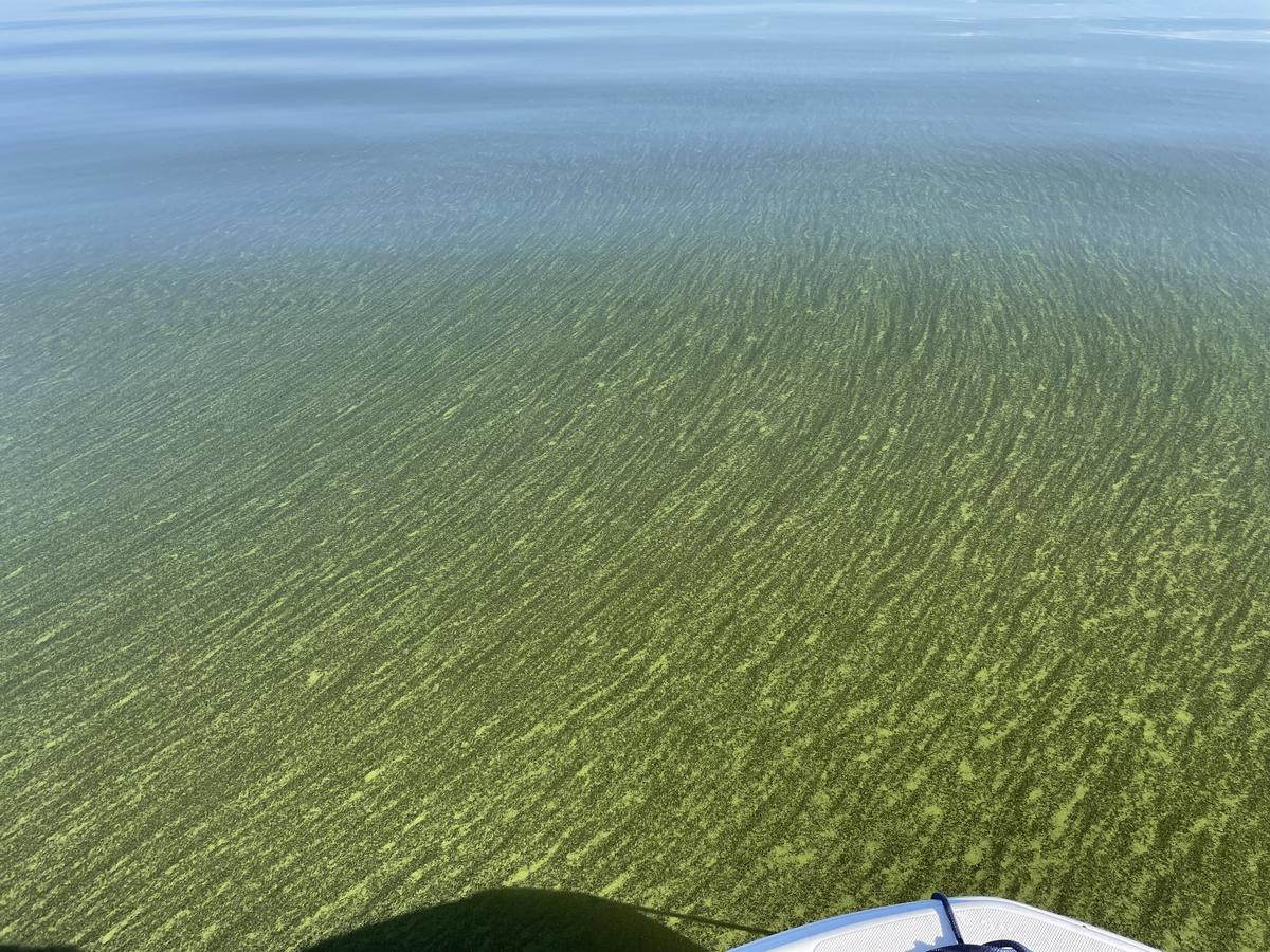 Cyanobacterial harmful algal bloom (cHABs) in Lake of the Woods